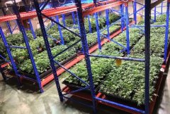 �������������бP